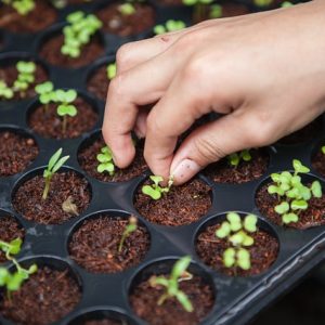 Agricultura Biológica – Beja – Brevemente